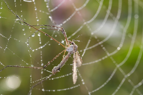 Mosquito na teia de aranha — Fotografia de Stock