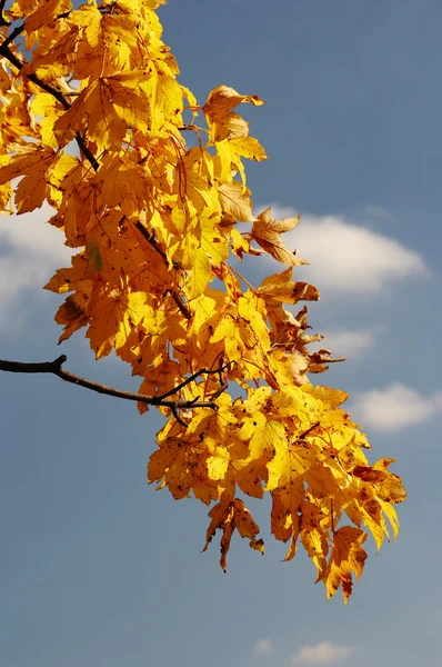 Autumn branch — Stock Photo, Image