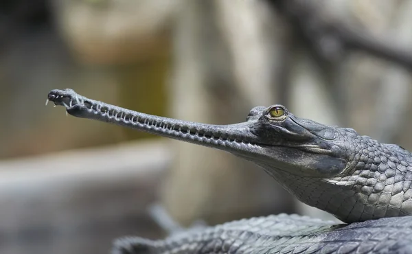 Індійська gavial — стокове фото