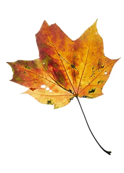 La hoja - los colores de otoño — Foto de Stock