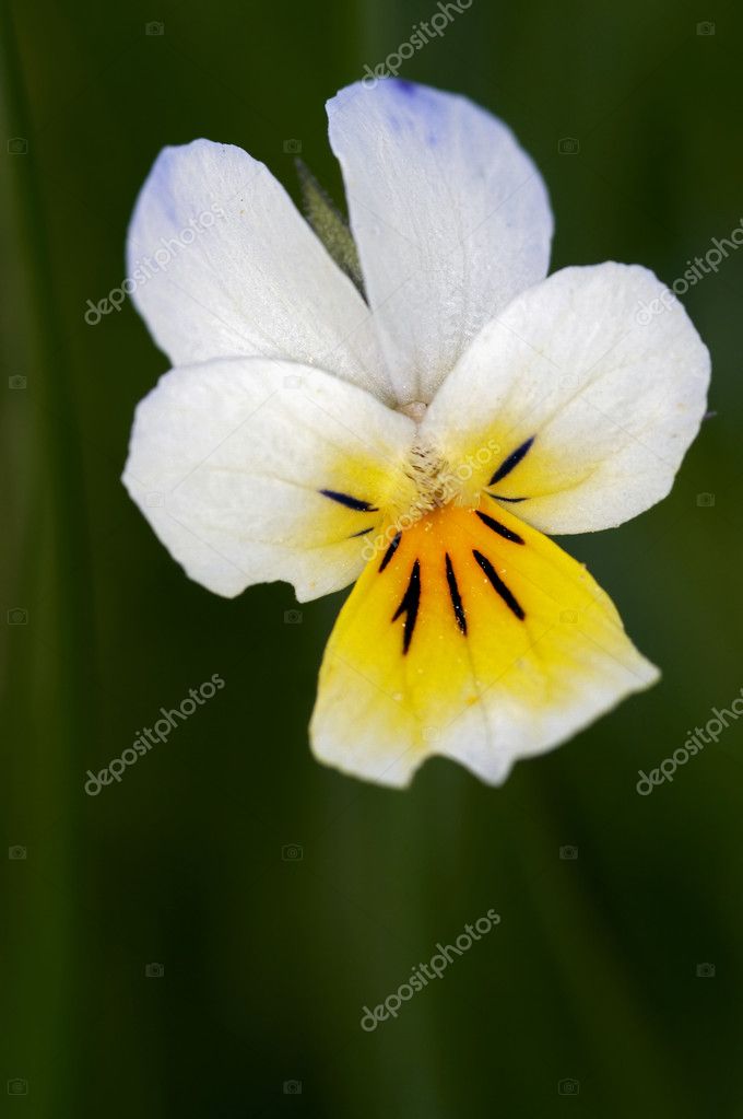 Fleur Pensée Sauvage Photographie Siloto 2624731