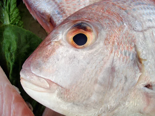 Ryby obličej — Stock fotografie