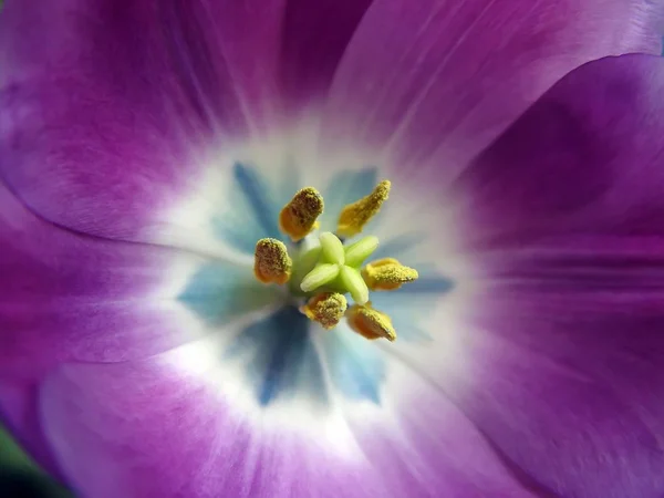 Fecho da tulipa — Fotografia de Stock