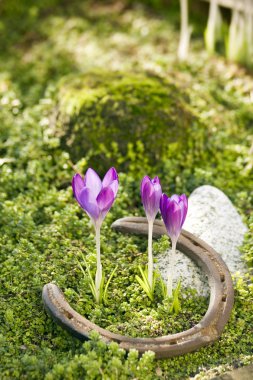 Crocuses and horseshoe clipart