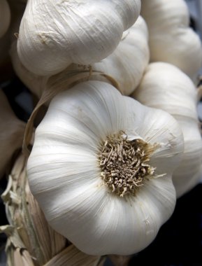 Garlic close up clipart
