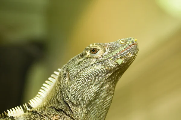 Iguana — Stok Foto