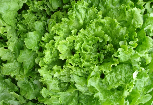 Crisp lettuce background — Stockfoto