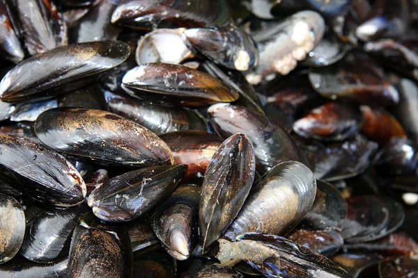 Mussel shells — Stock Photo, Image