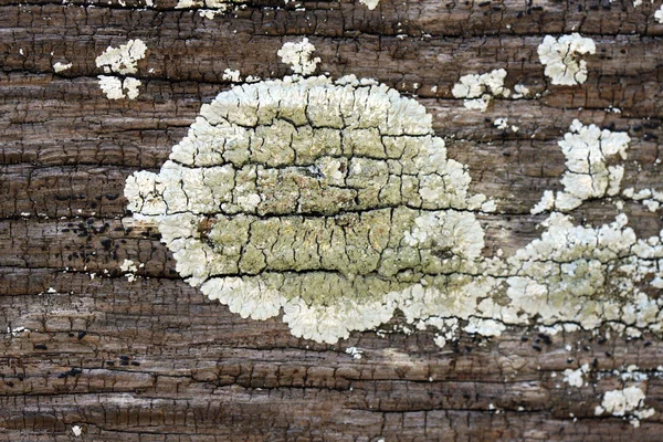 Flechten auf altem Holz — Stockfoto