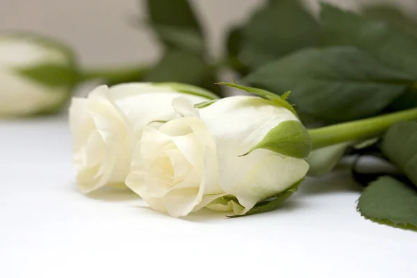 Weiße Rosenknospen auf weiß — Stockfoto