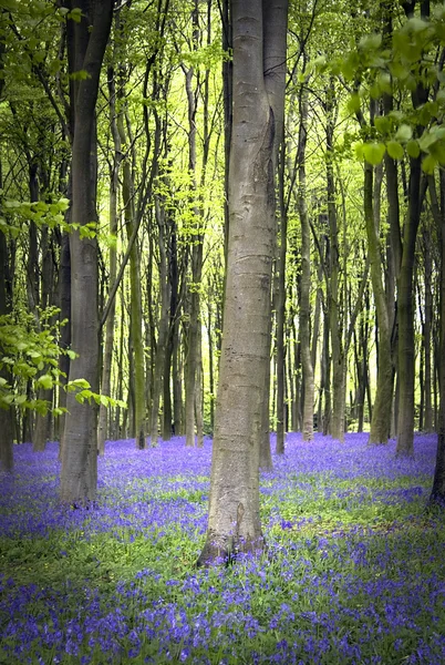숲 속의 푸른 물결 — 스톡 사진