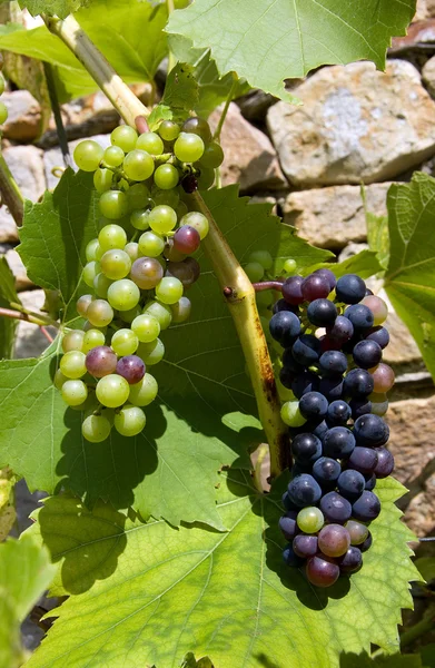 Grape vine — Stock Photo, Image
