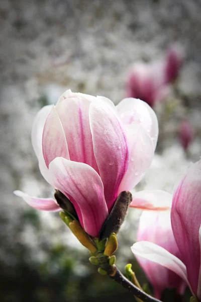 Magnolia άνθιση — Φωτογραφία Αρχείου