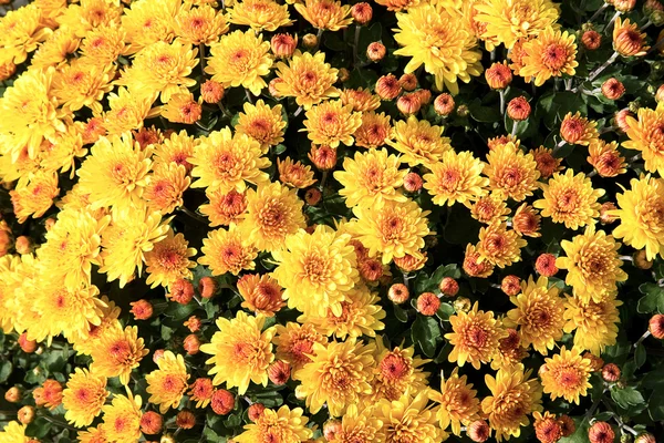 Crizanteme galbene fundal — Fotografie, imagine de stoc