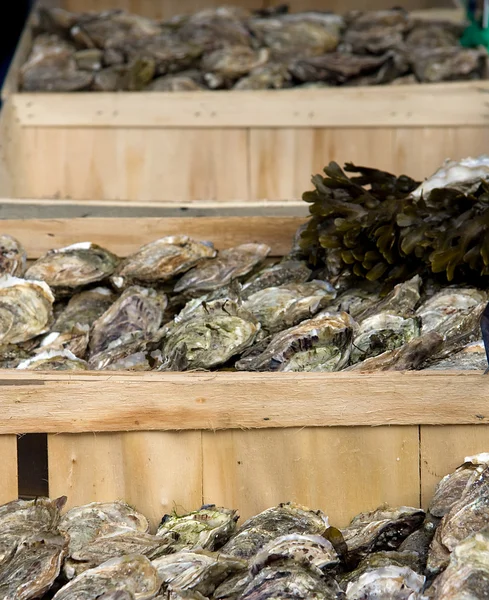 Crates of oysters — Stock Photo, Image