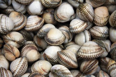 Cockle shells clipart