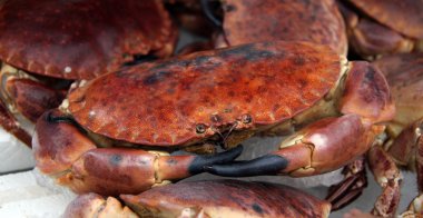 Crab closeup clipart