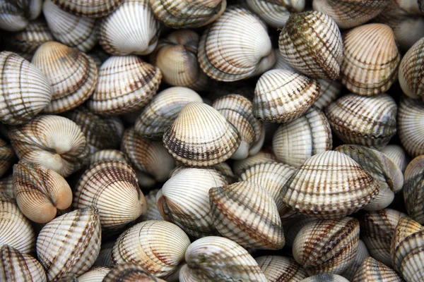 Cockle shells — Stock Photo, Image