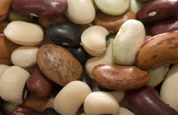 Dried bean background — Stock Photo, Image