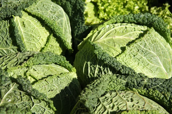 stock image Savoy cabbages