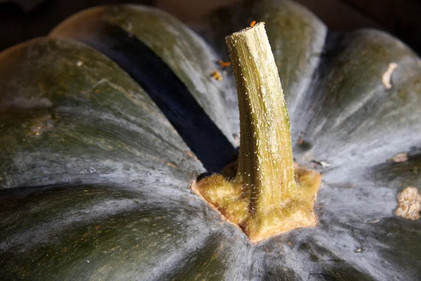 Pumpkin stalk — Stock Photo, Image