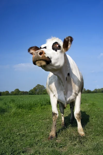 Αγελάδα πορτρέτο — Φωτογραφία Αρχείου