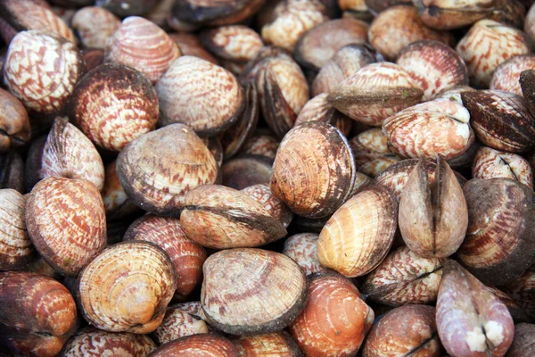 Musslor shell bakgrund — Stockfoto