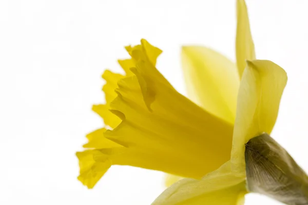 Daffodil — Stok Foto