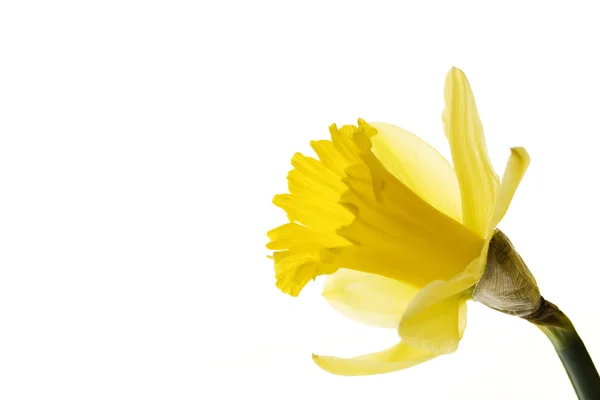 Daffodil — Stok Foto