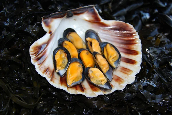 Mussels and scallops — Stock Photo, Image