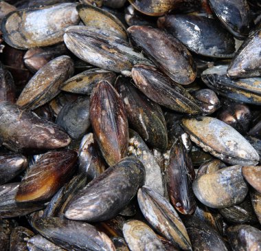 Mussel shell background clipart