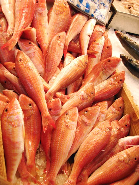 Red mullet — Stock Photo, Image