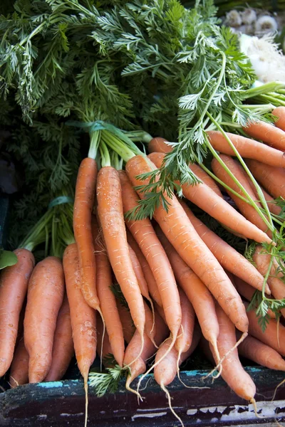 Carrot bunches — Stock Photo, Image