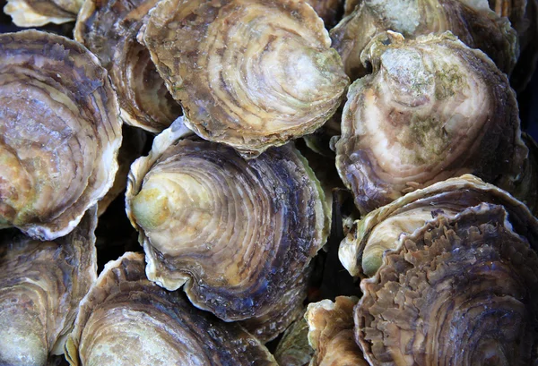 Coquilles d'huîtres — Photo
