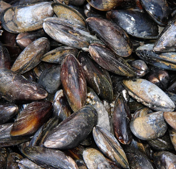 ムール貝のシェルのバック グラウンド — ストック写真