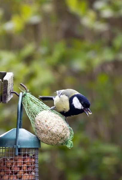 Great tit on fat ball — Stock Photo, Image