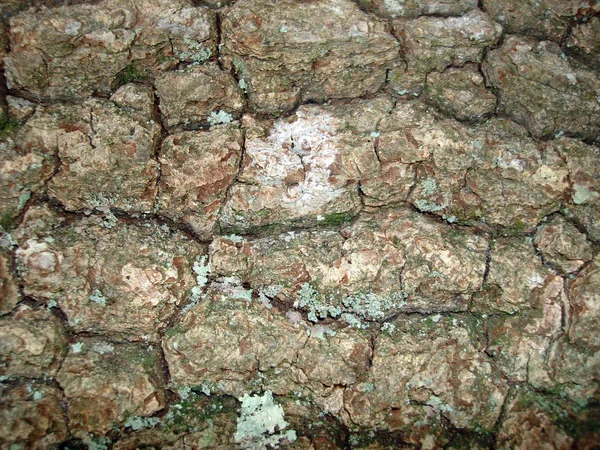 Tree bark and lichen — Stock Photo, Image