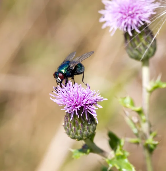 stock image Fly closeup