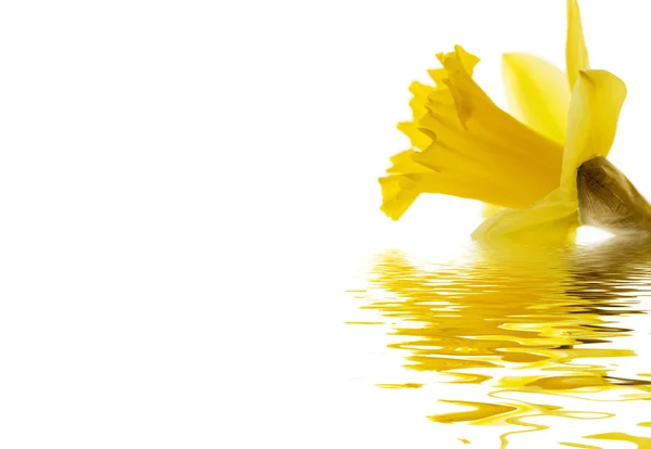 Daffodil reflected — ストック写真