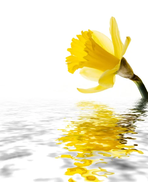 Daffodil refletido — Fotografia de Stock
