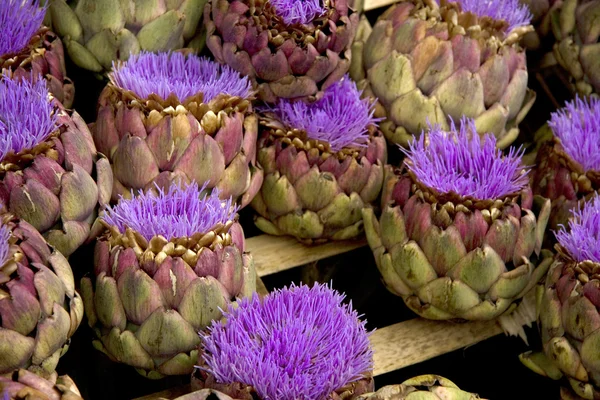 Flores de alcachofa — Foto de Stock