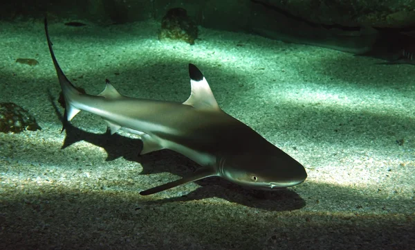 Imagen de tiburón — Foto de Stock