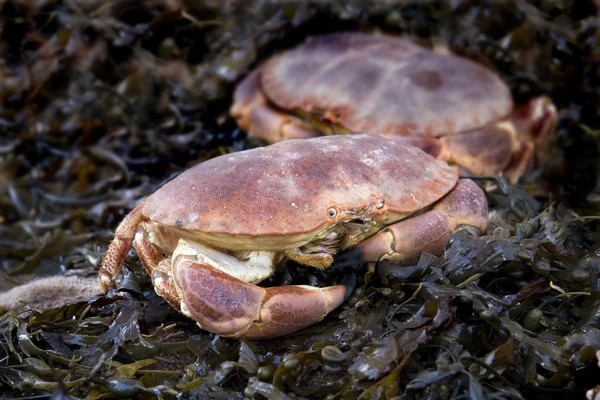 新鲜螃蟹 — 图库照片