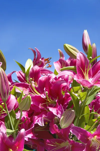 Rózsaszín lillies, kék ég — Stock Fotó