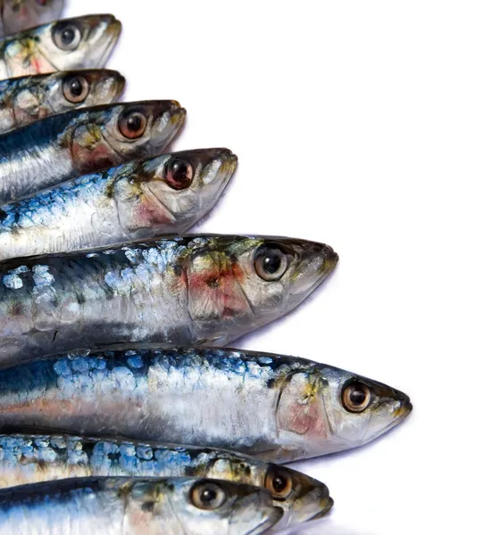 Sardines on white — Stock Photo, Image