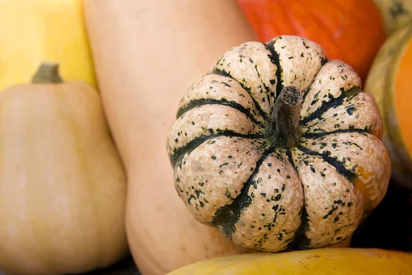Pumpkins and squashes — Stock Photo, Image