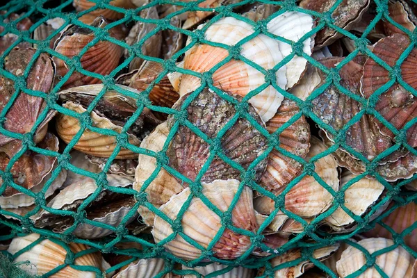 Морський гребінець улов — стокове фото
