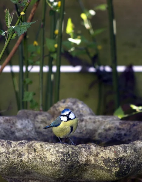 Блакитна цицька на пташиній ванні — стокове фото