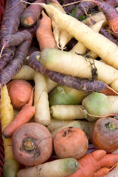 Multi gekleurde wortelen — Stockfoto