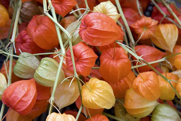 Flores de linterna china — Foto de Stock